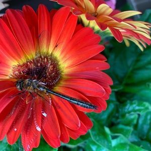 Meet your Posher, Jess